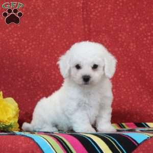 Trout, Bichon Frise Puppy